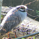A yellow crowned night heron, a bird seldom spotted in Central Park just kind of hanging out